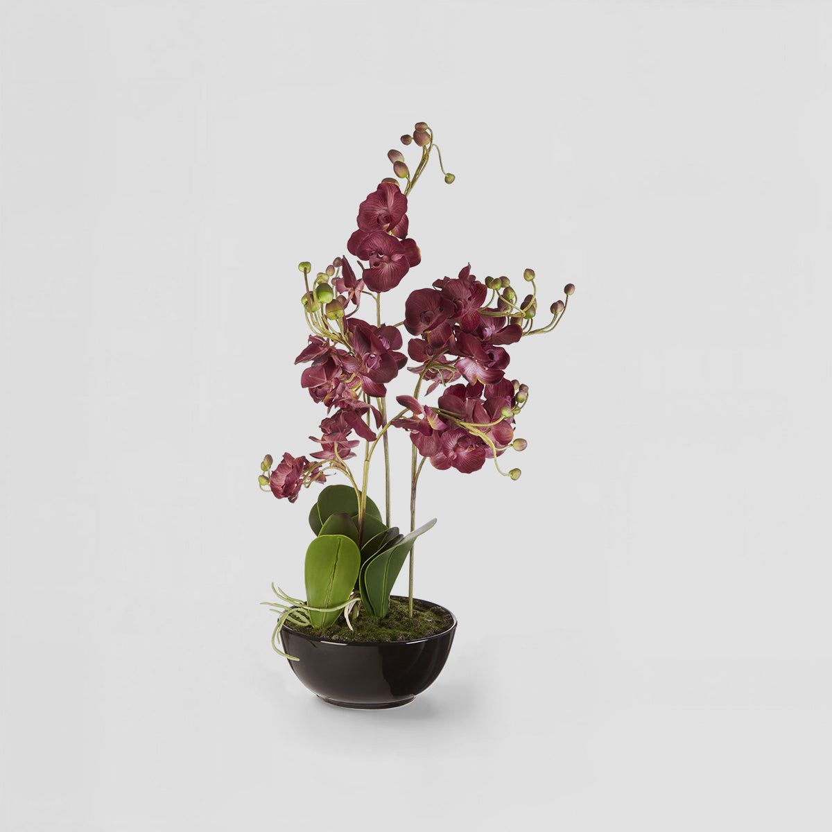 Fiori Purple Orchid Plant With Black Pot