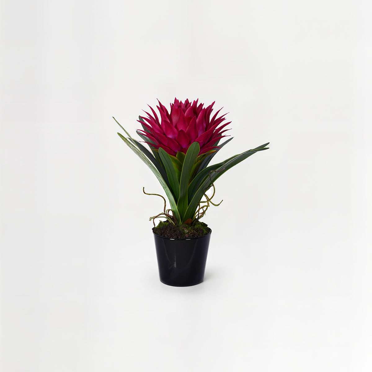 Fiori Pink Tropical Plant with Black Ceramic Pot