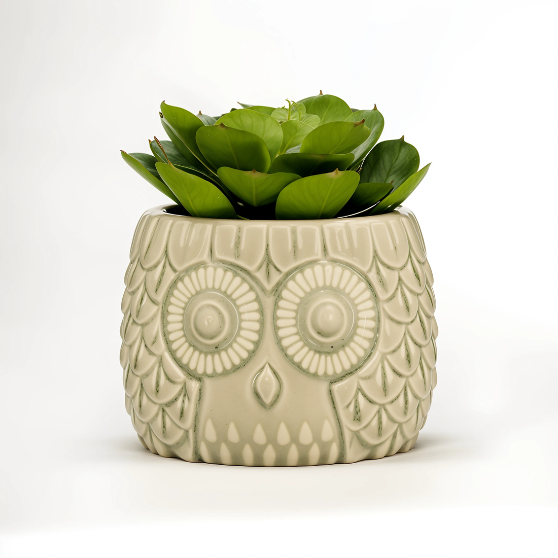 Fiori Large Succulent in Grey Ceramic Owl Pot