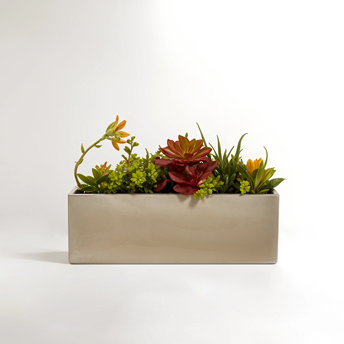 Fiori Mixed Succulents with Cement Pot