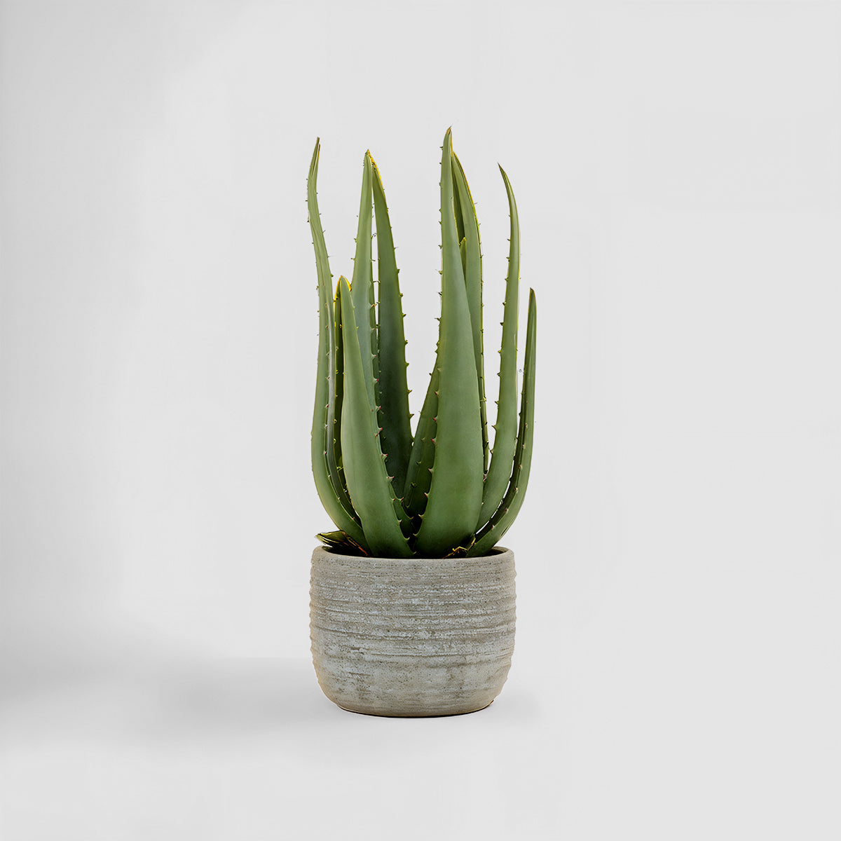 Fiori Large Aloe Vera with Cement Pot