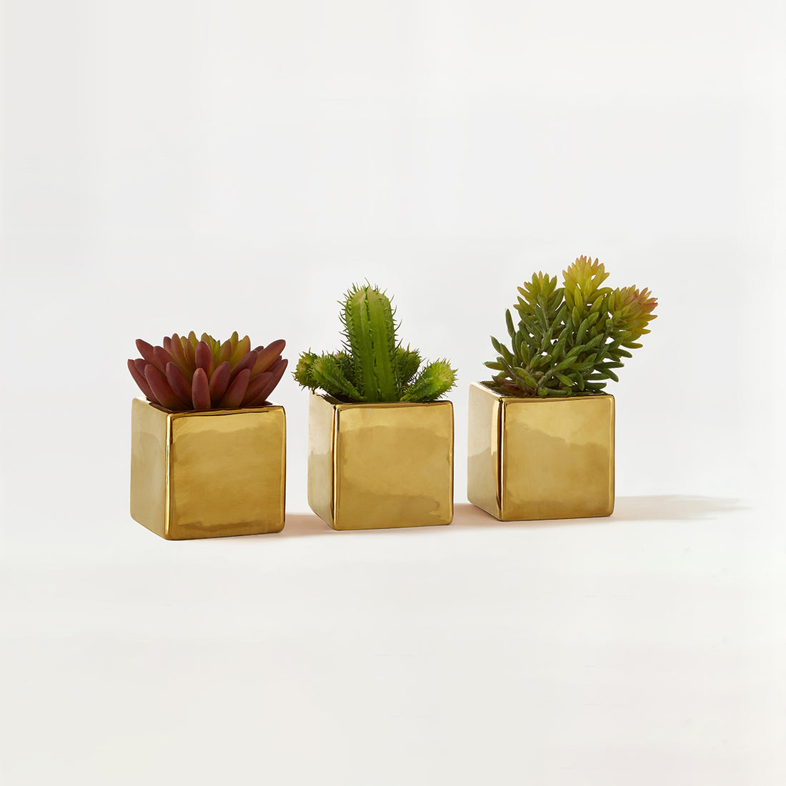 Set of 3 Mini Succulents Fiori with Gold Pot