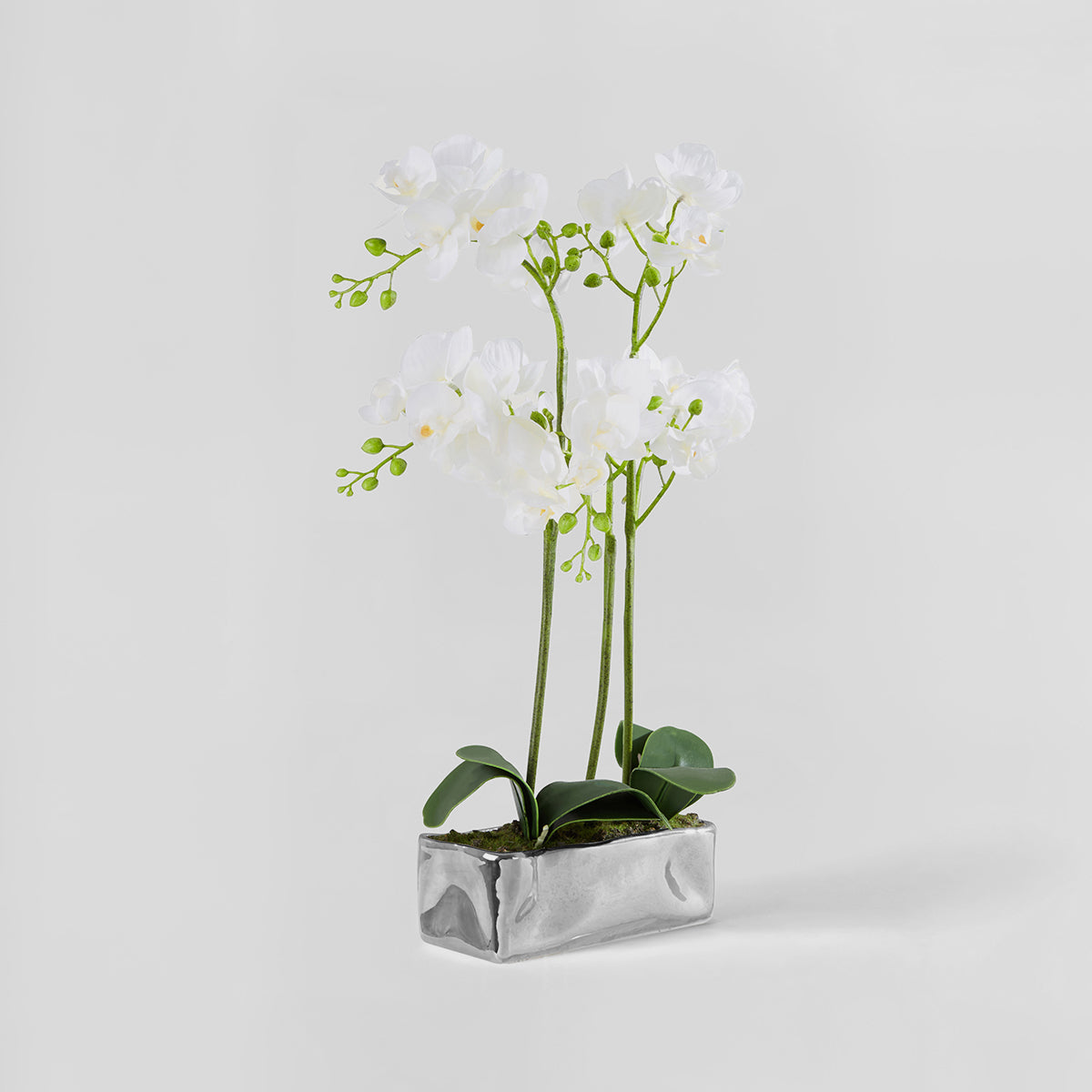 Fiori White Orchid Plant in Rectangular Pot