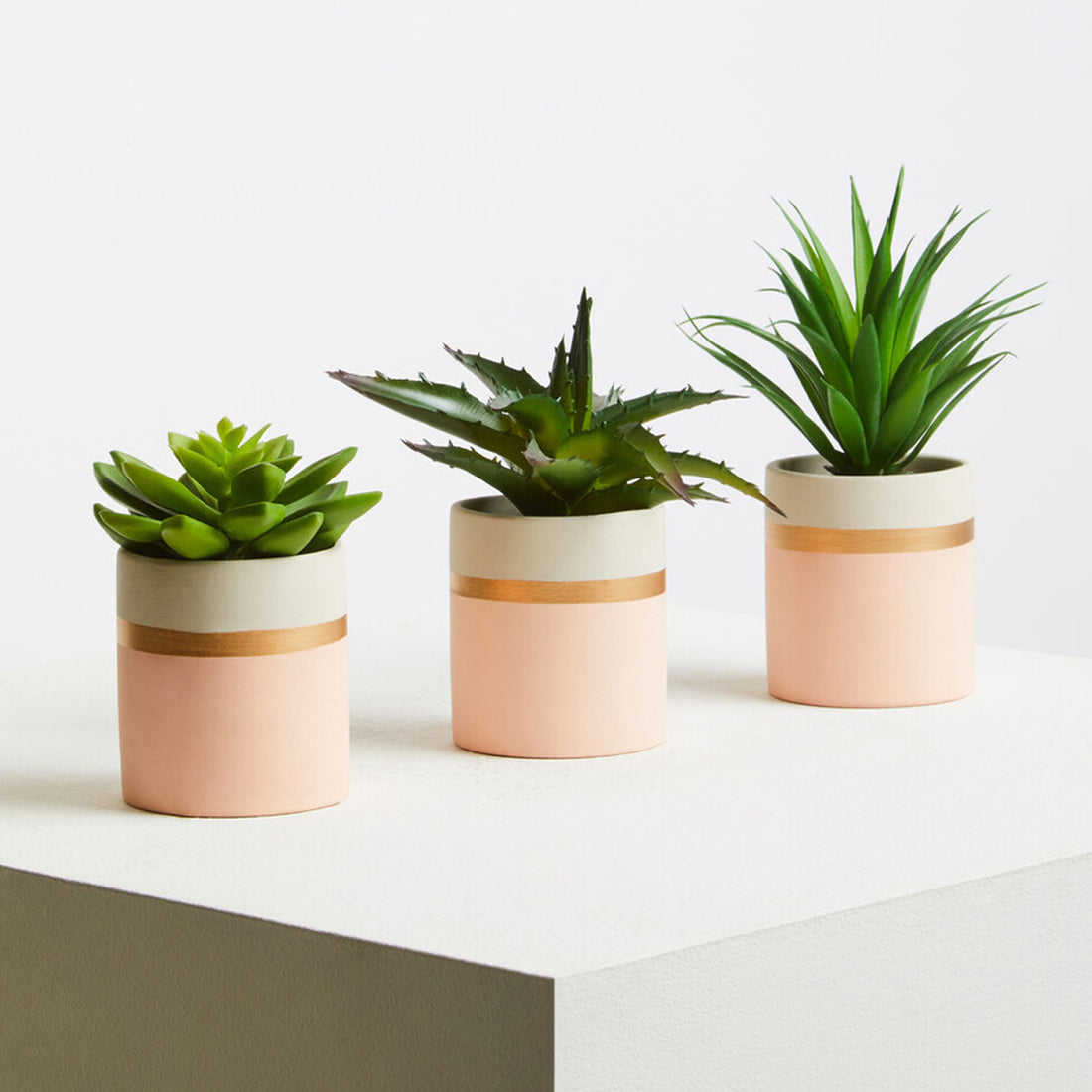 Fiori Set of 3 Pink Pot Succulents