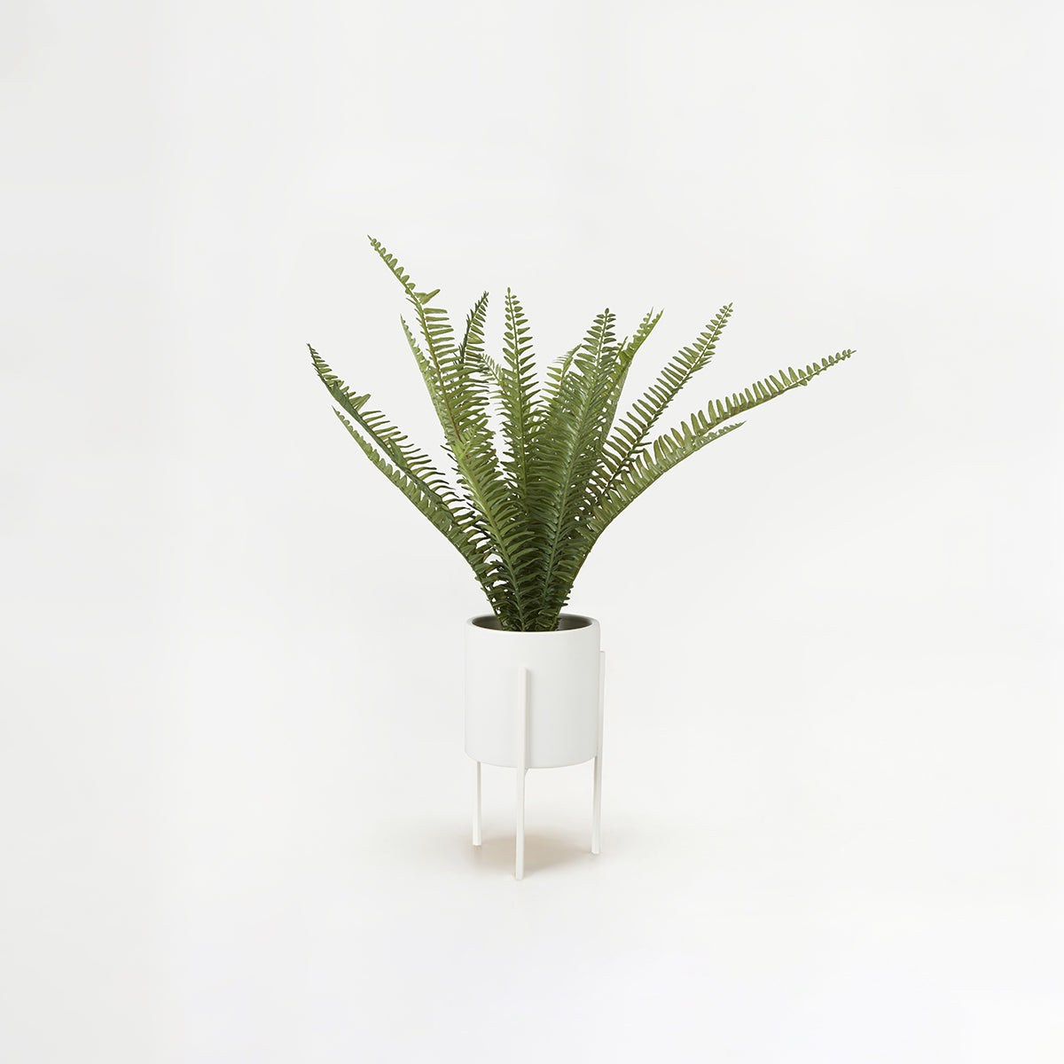 Fiori Fern with White Cement and Iron Pot