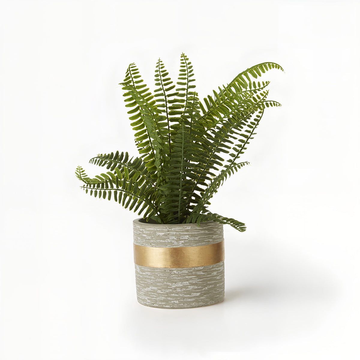 Fiori Boston Fern Succulent With Cement Pot