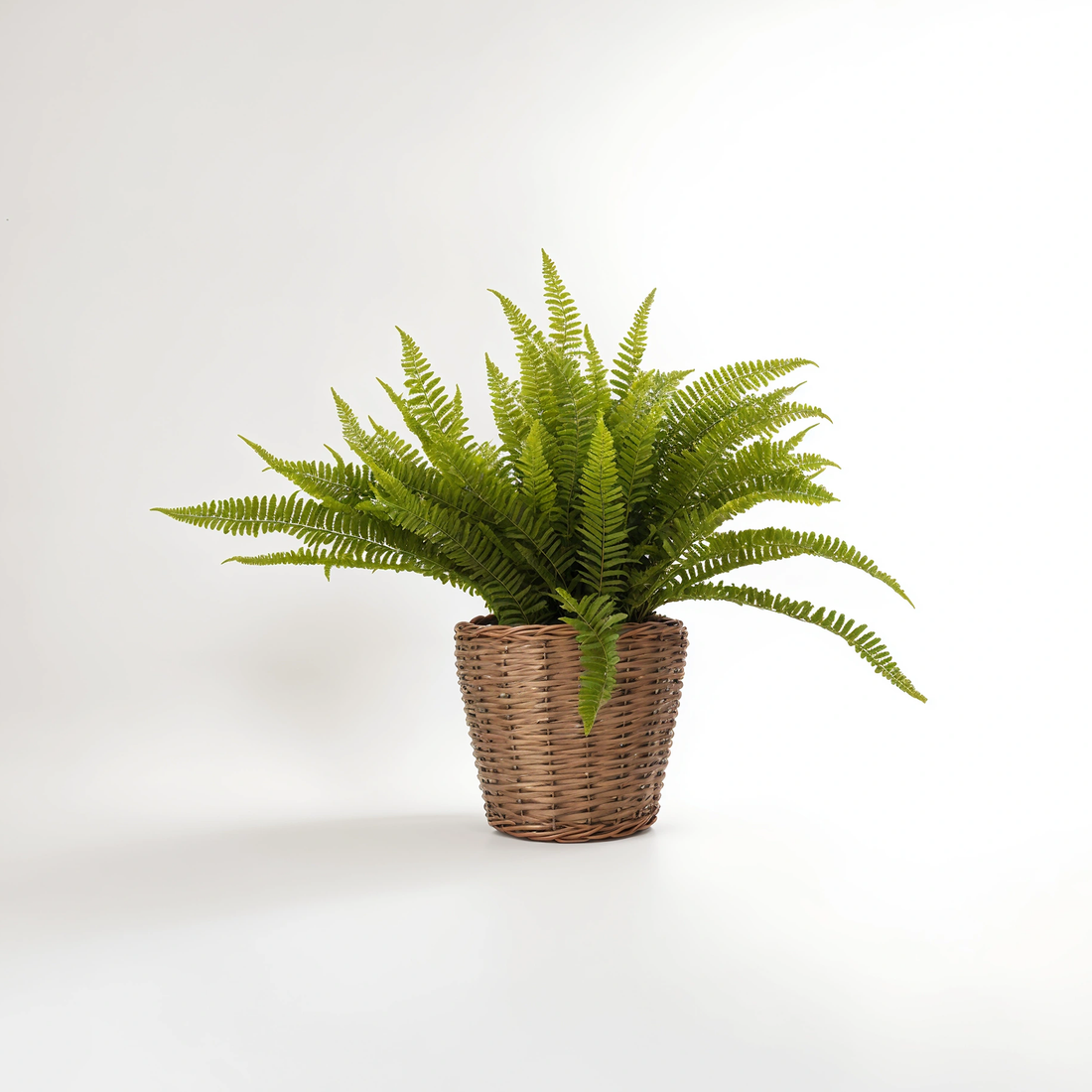 Fiori Boston Fern Succulent