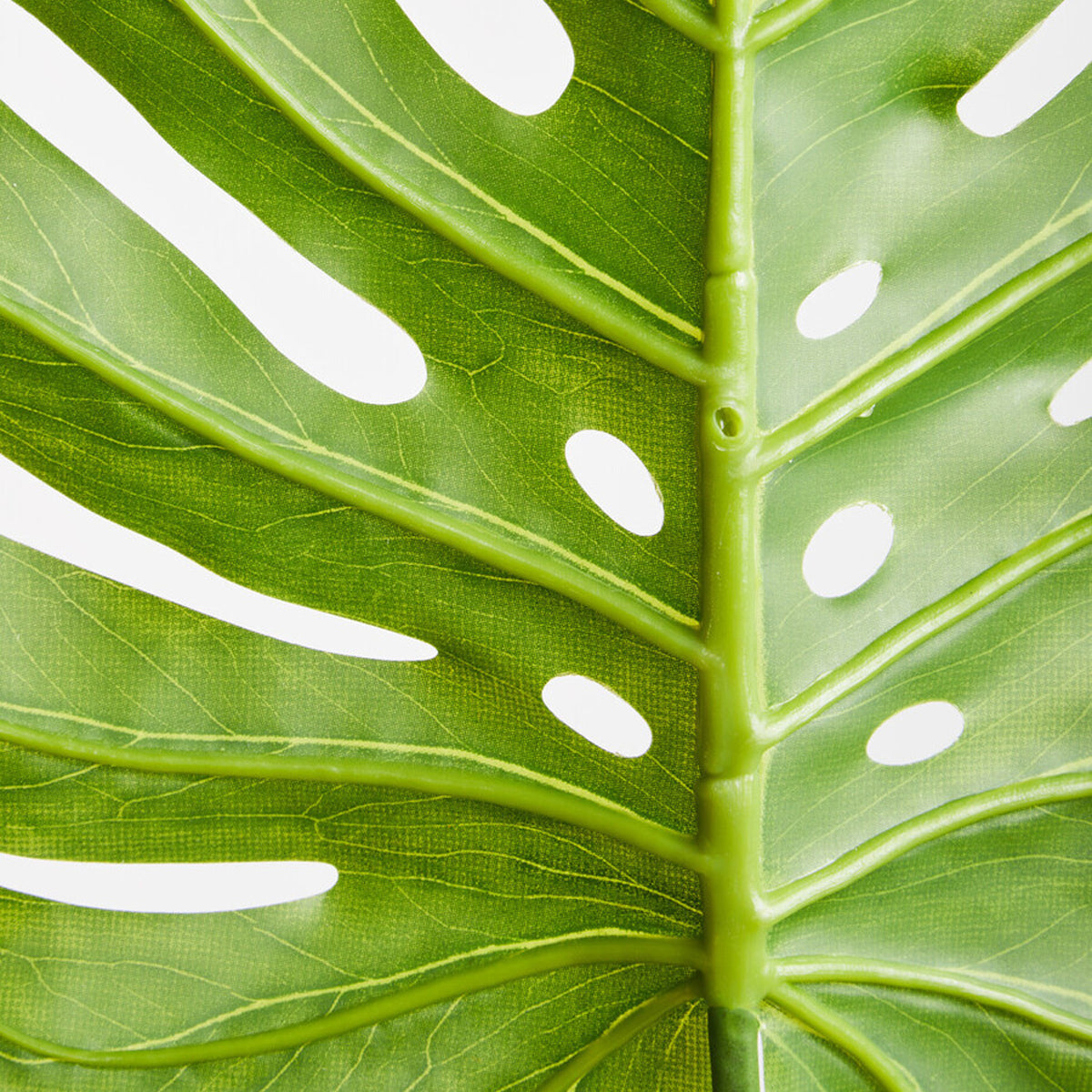 Fiori 109cm Green Stem Monstera Palm