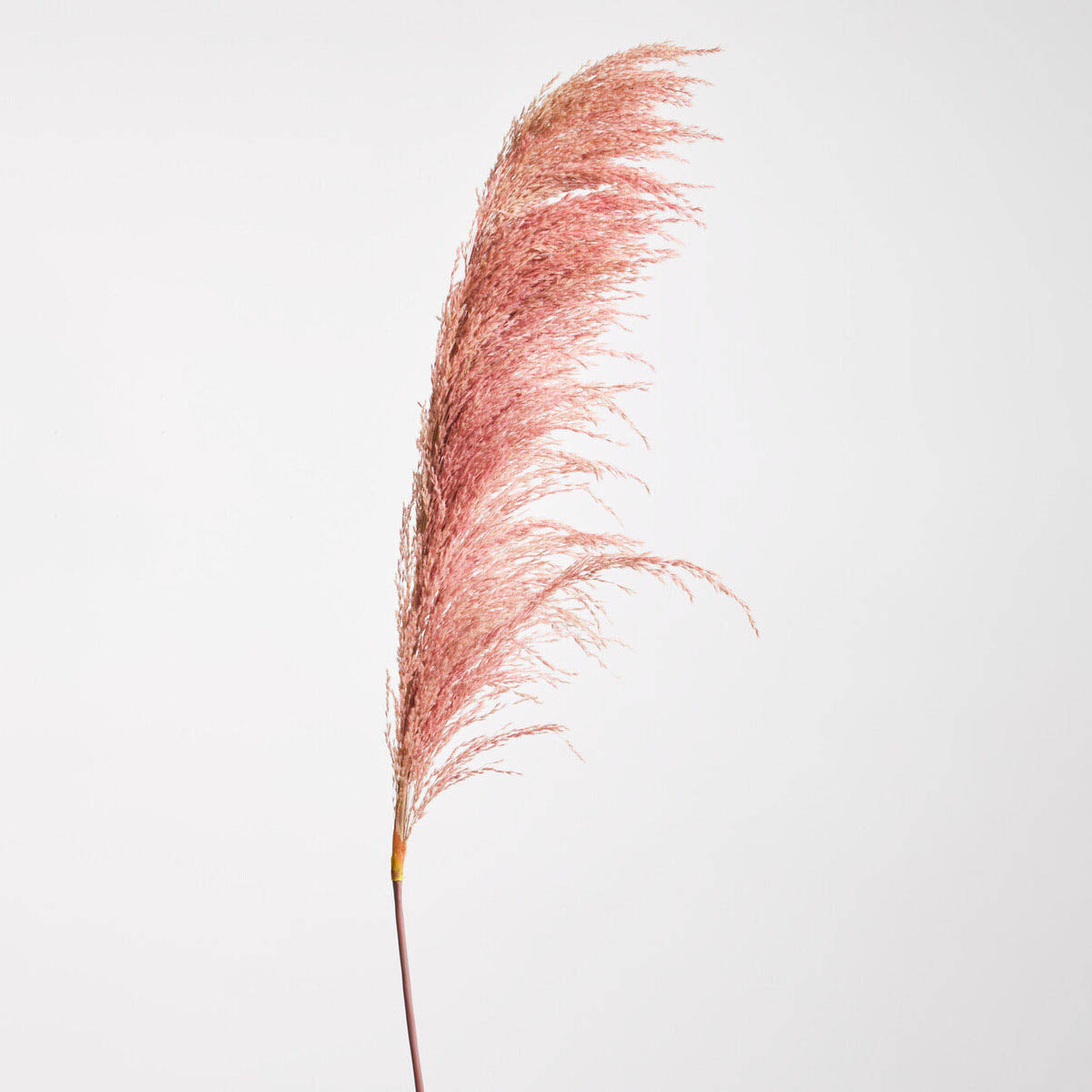 Fiori Pink Stem Pampas Grass