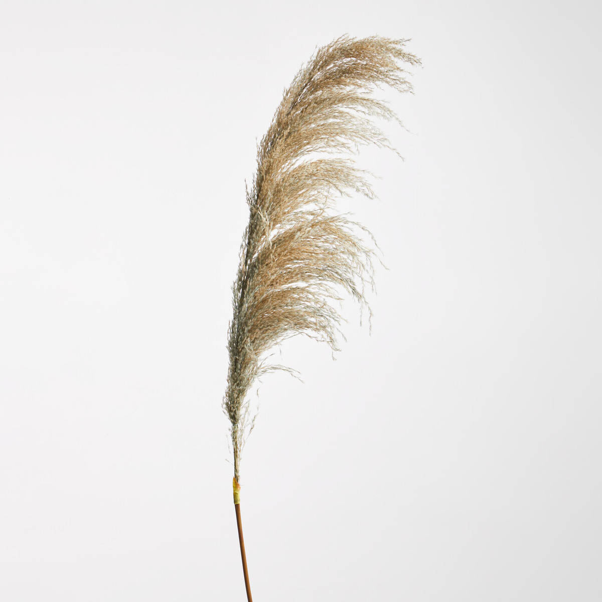 Fiori Pampas Grass Blue Stem