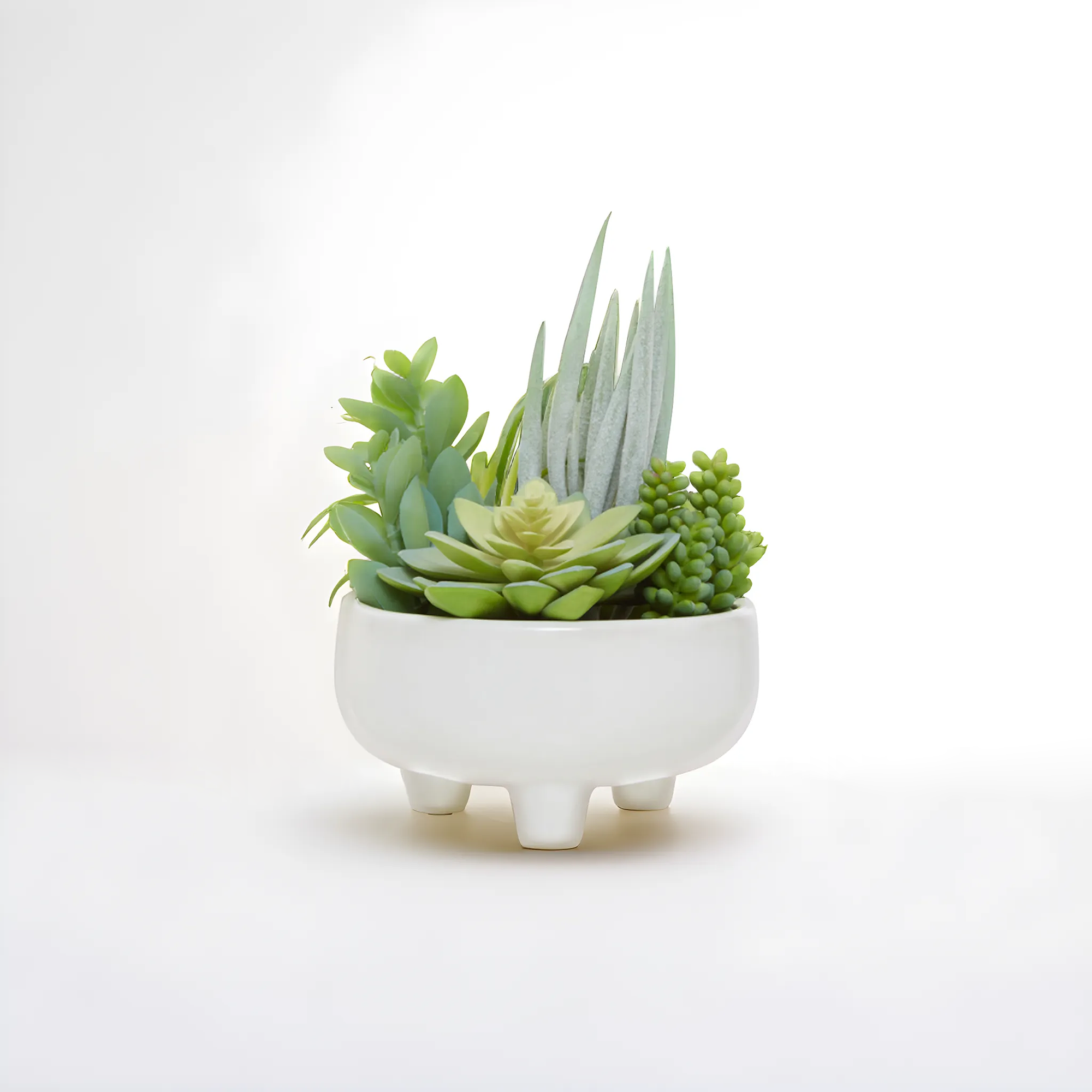 Fiori Mixed Succulents In Large Ceramic Pot