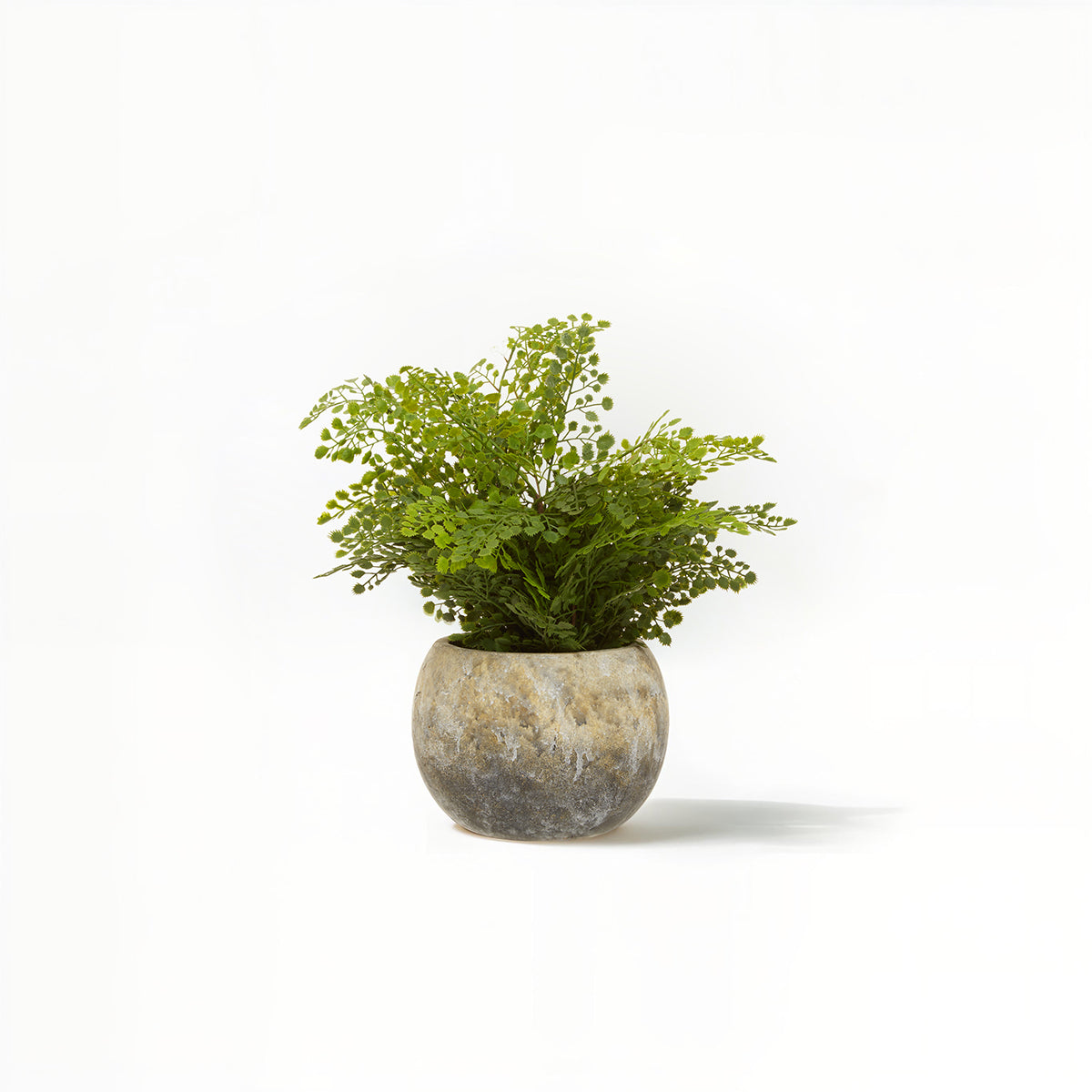 Fiori Fern With Cement Pot