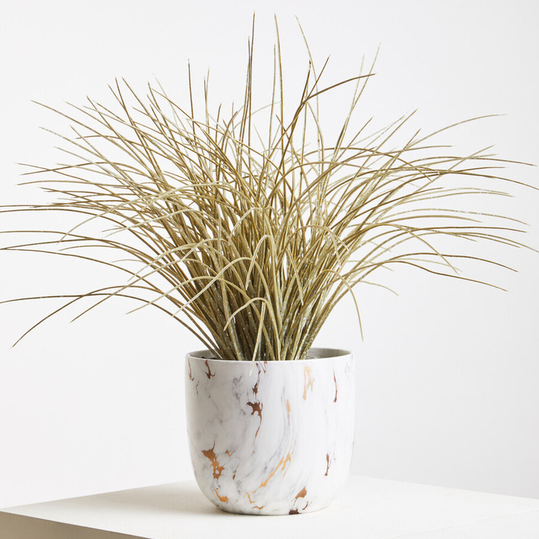 Fiori Grass Plant in a Pot