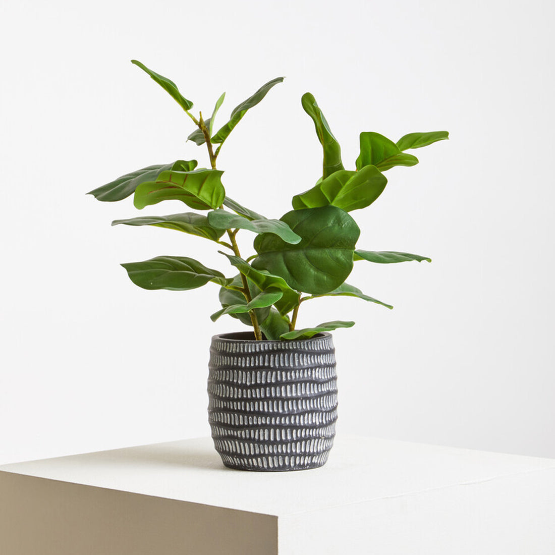 Fiori Ficus Plant in a Pot